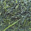 Grüntee: Shincha