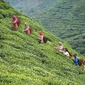 Teeanbaugebiet Darjeeling
