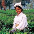 Teeanbaugebiet Assam