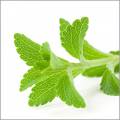 5 lecker Biotees mit Stevia