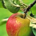 Bio-Früchtetee - Was macht einen guten Früchtetee aus?